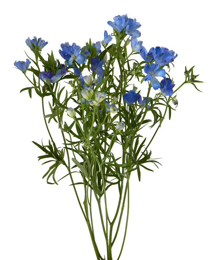 Blue Planet Spray Delphinium