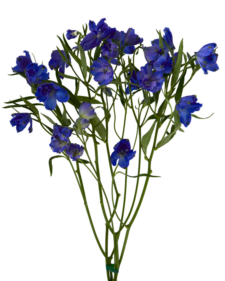 Sunshine Blue Spray Delphinium