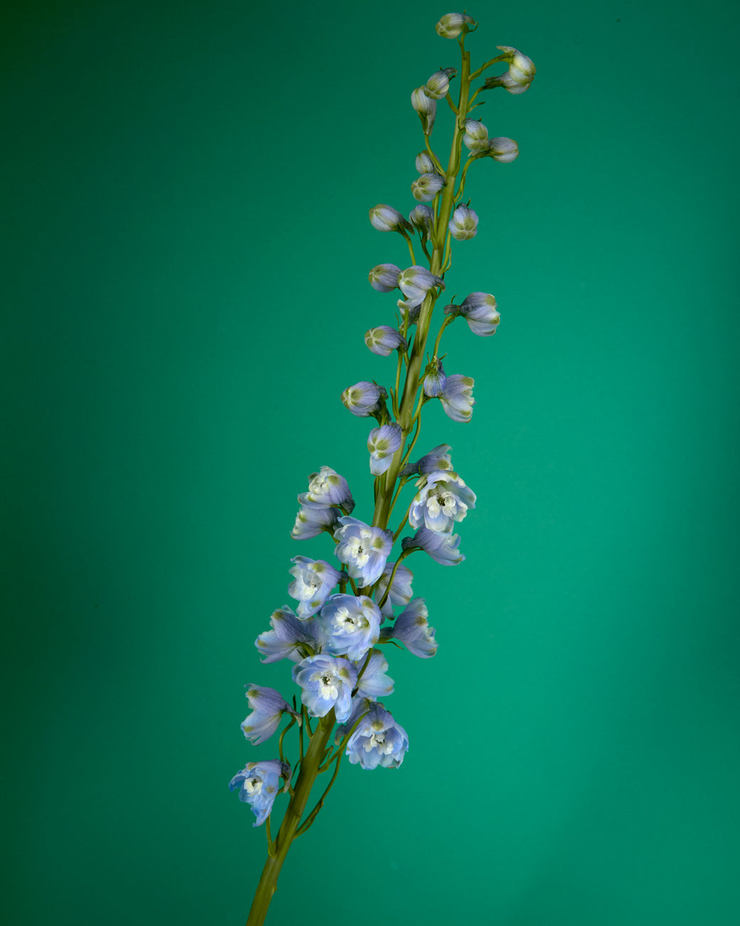 Summer Skies Hybrid Delphinium