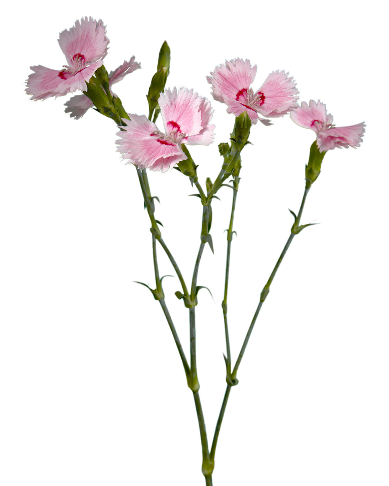 Wholesale Luxor Rose | Petaljet