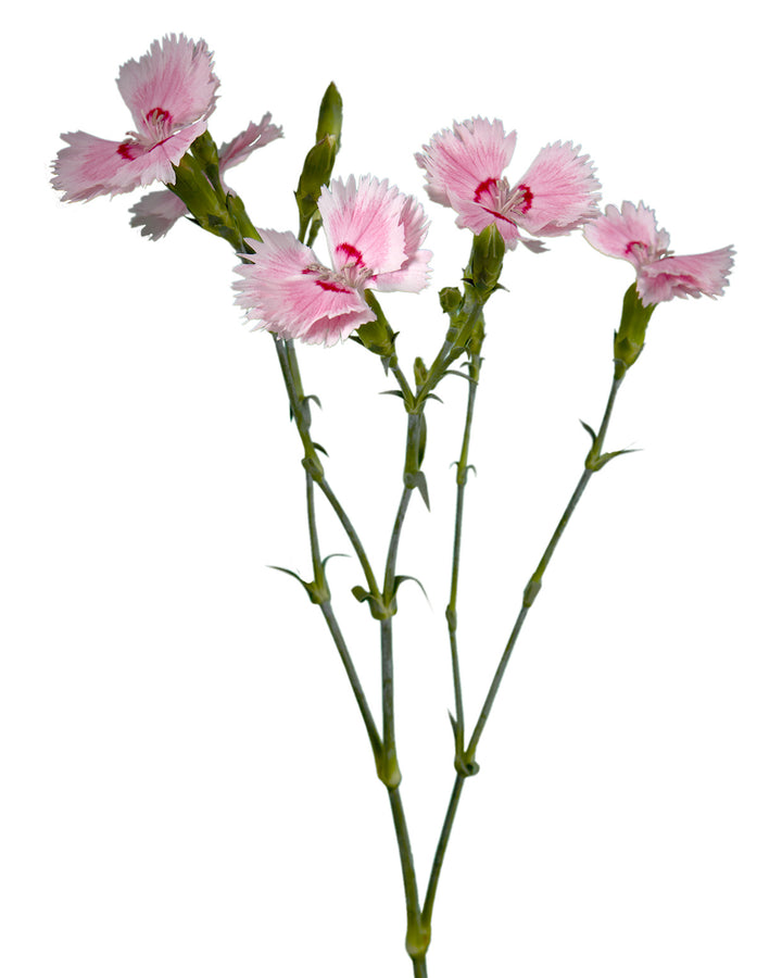 Solomio Fiorino Iris - 60CM - $0.98 Each