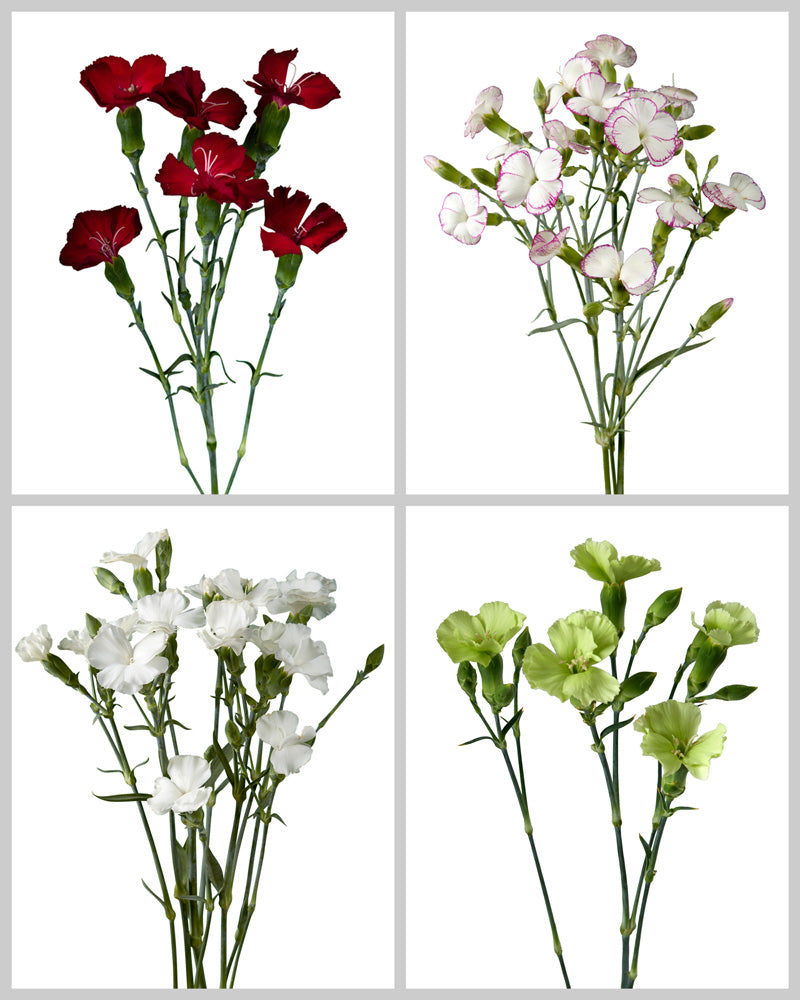 Wholesale Solomio Assorted Box #257 | PetalJet