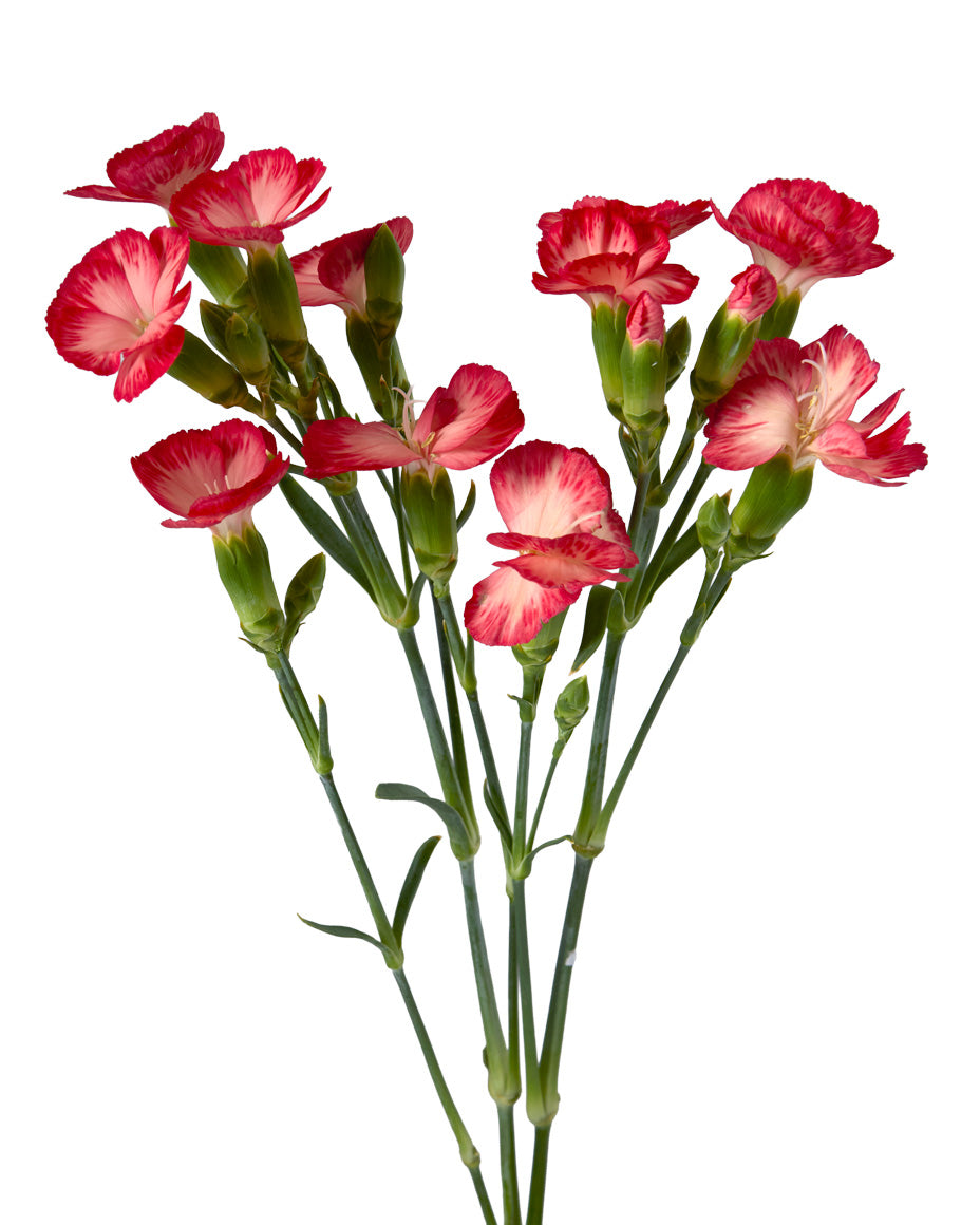Wholesale Luxor Rose | Petaljet