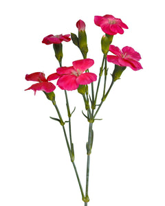 Wholesale Imre Solomio | PetalJet