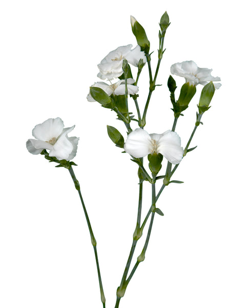 Buy Wholesale Solomio Flowers in Bulk | PetalJet