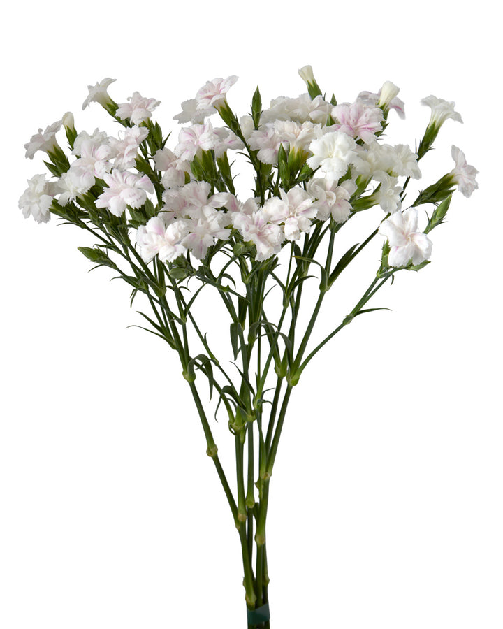 Solomio Lilliput Magic Frost