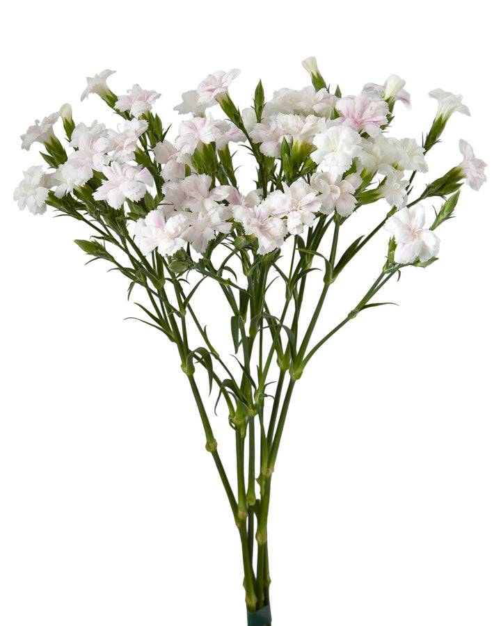 Magic Frost Lilliput Solomio