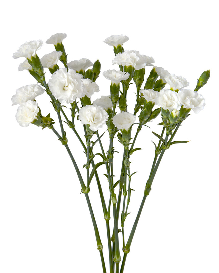 Solomio Nuage - 60CM - $0.98 Each
