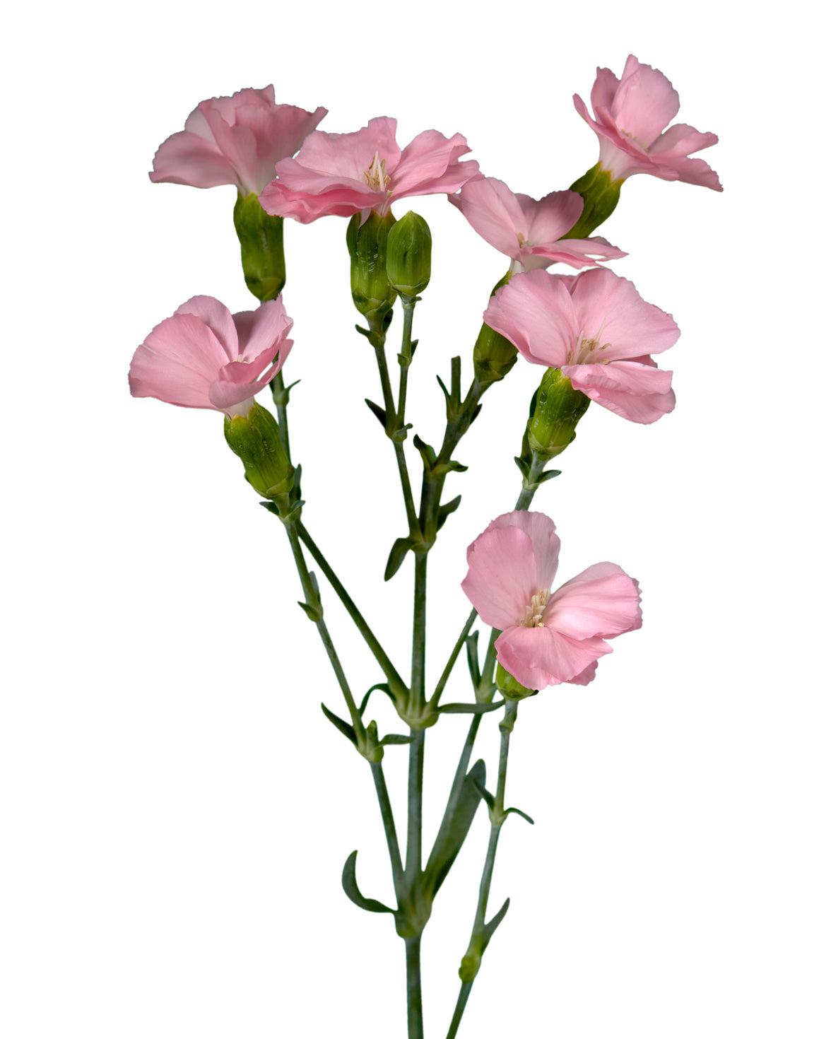 Wholesale Rose Pink Solomio | PetalJet