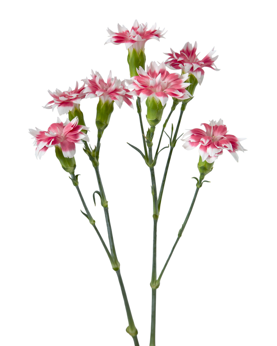 Star Fruity Tessino Solomio