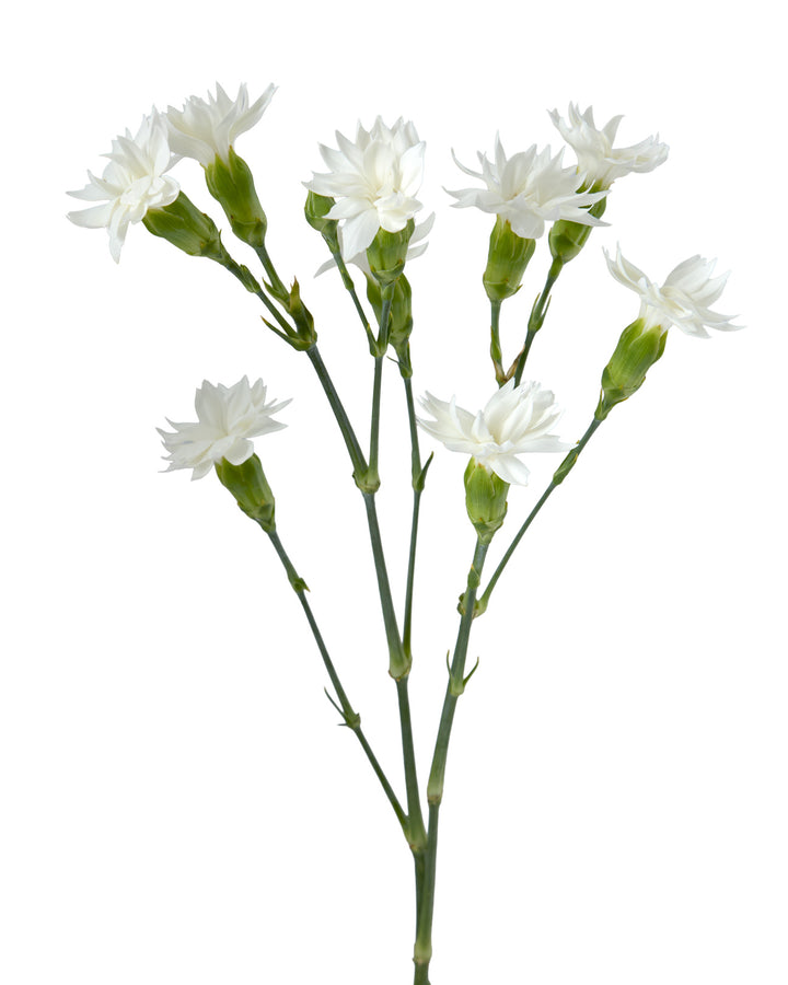 Solomio Star Snow - 60CM - $0.98 Each