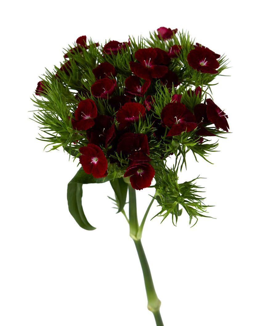 Sweet William Poethus Burgundy
