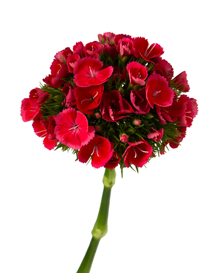Sweet William Poethus Red