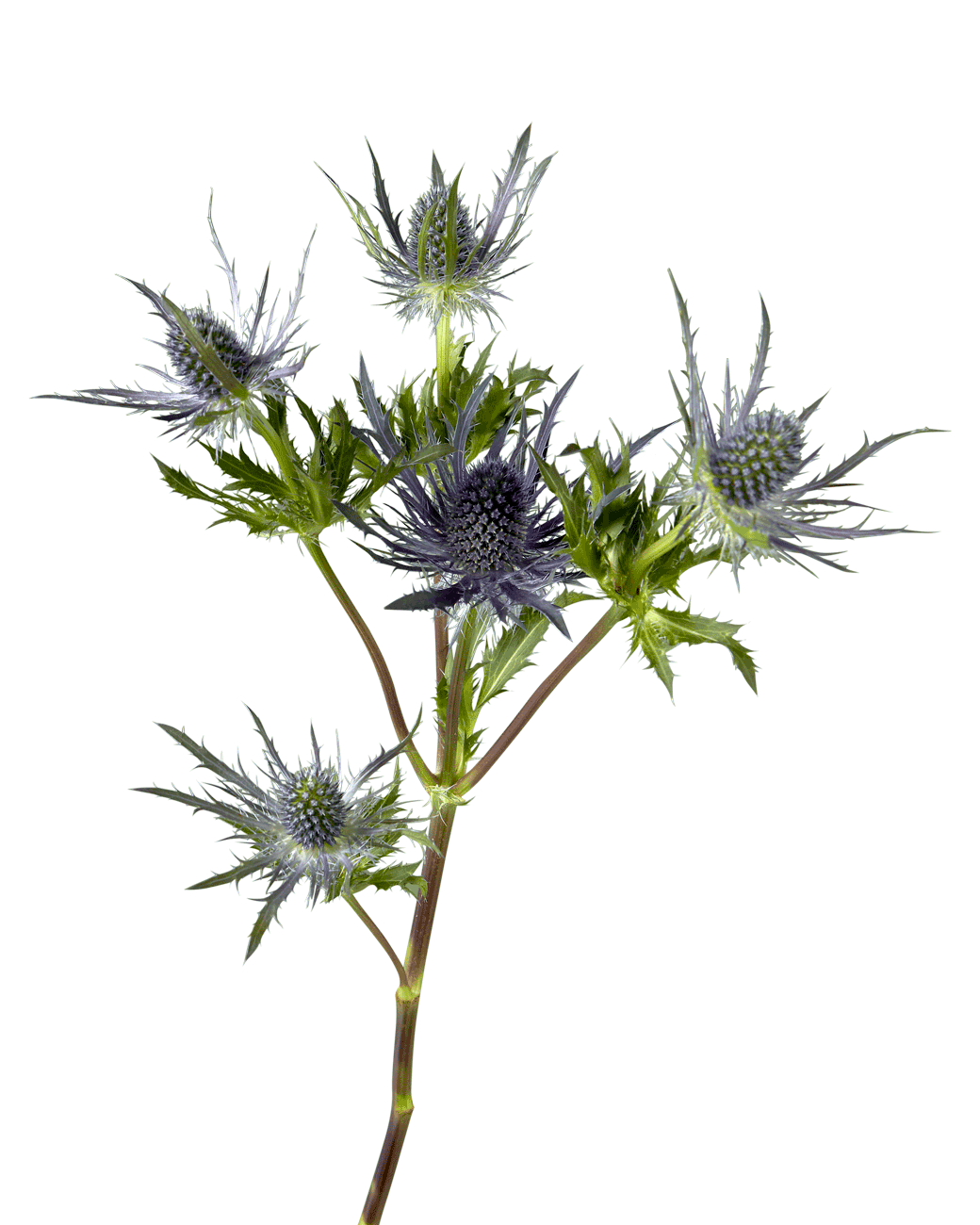 Thistle Blue Lagoon (Eryngium)