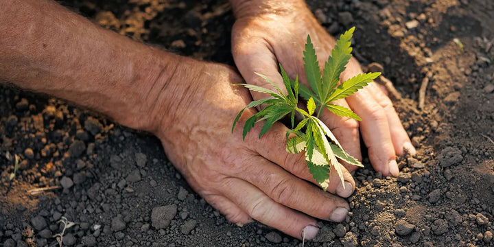 farmer-with-plant