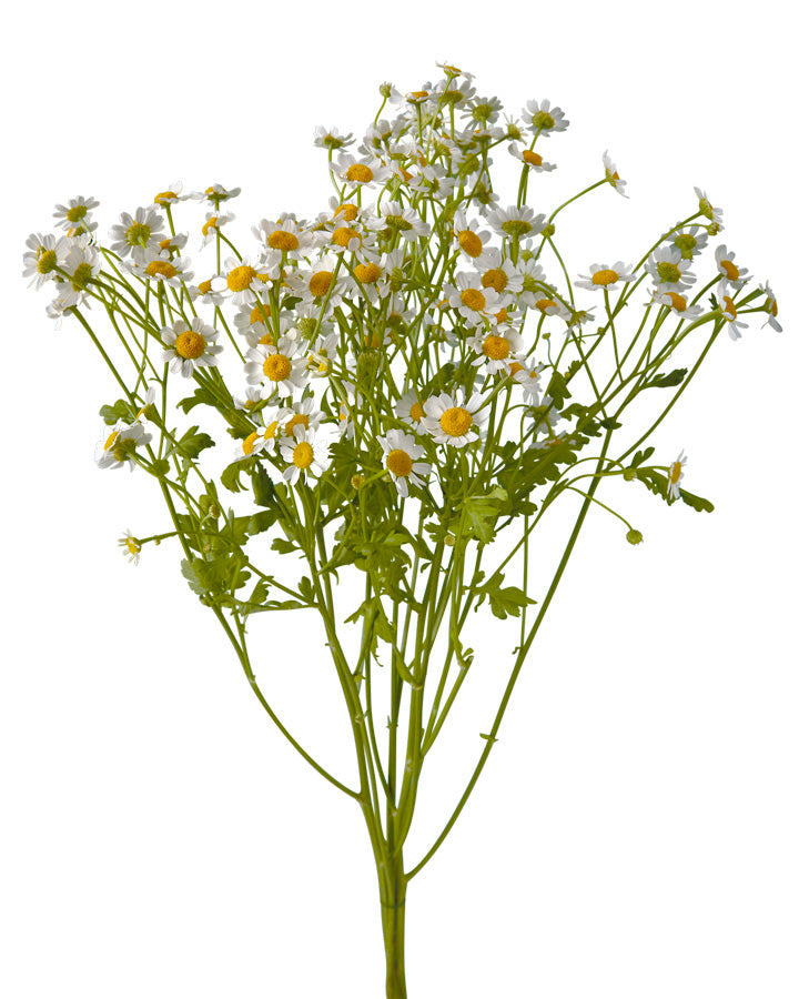 Daisy-type Feverfew Mother's Day
