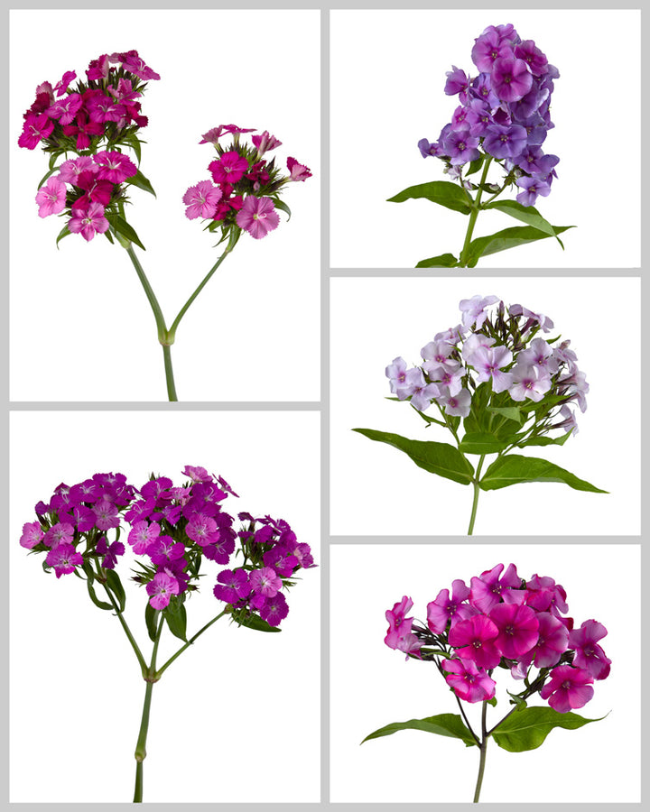 Fillers & Greens Mixed Box #581 Valentine's Day