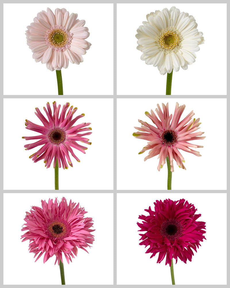 Mini Gerbera Daisy Mixed Box Valentine's Day