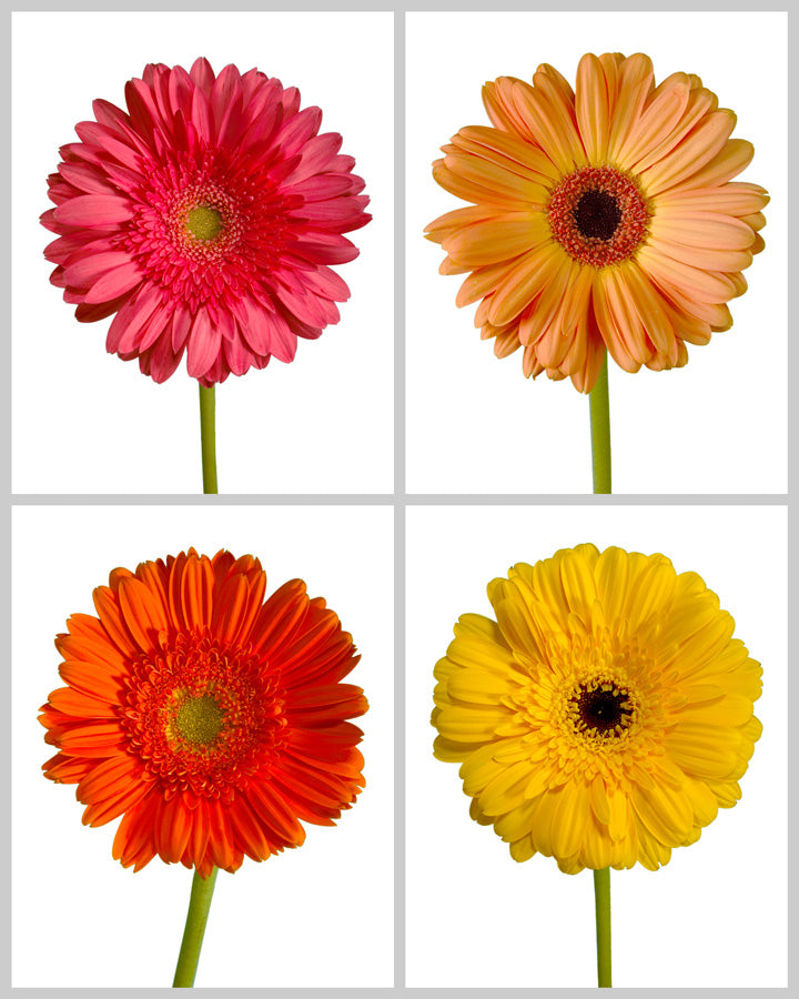 Jumbo Gerber Daisy Assorted Box #375