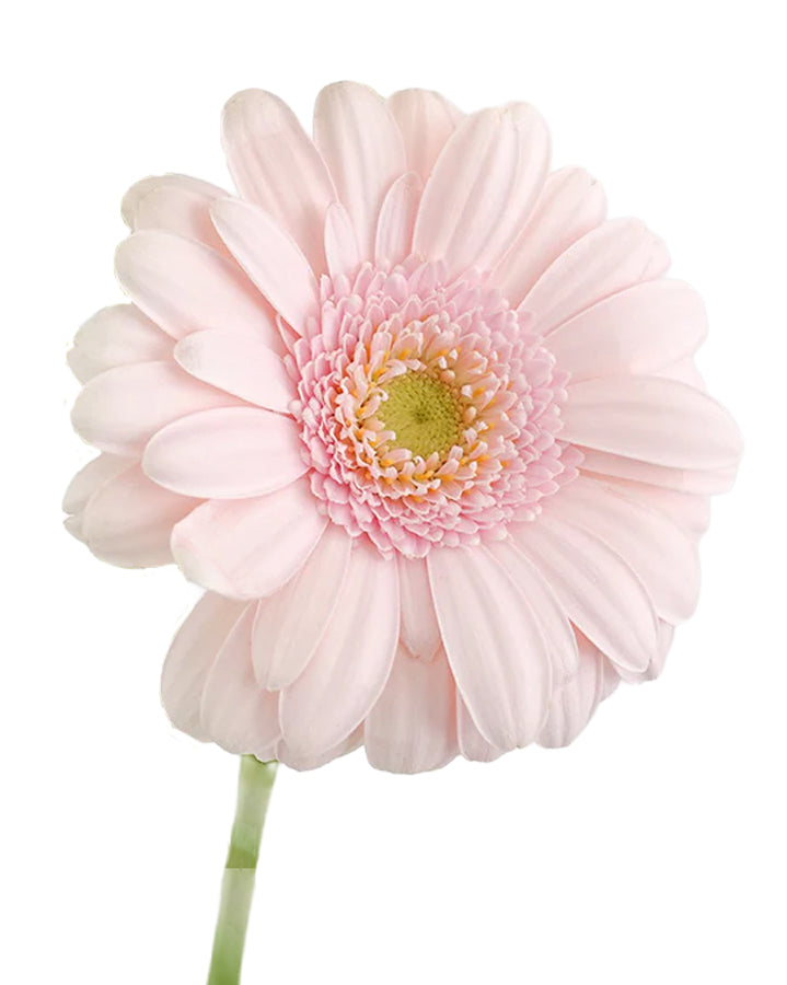 Bridal Kimsey Mini Gerbera Daisy