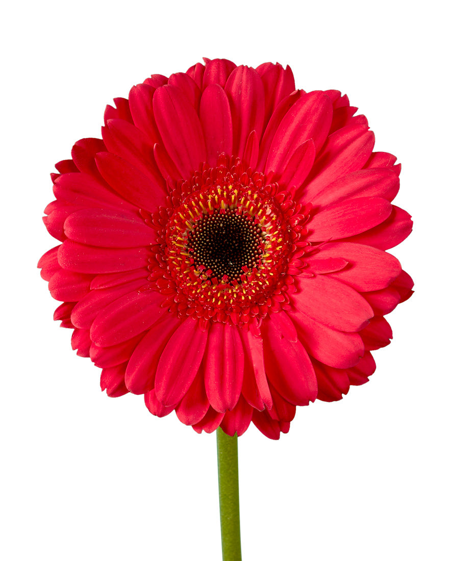 5 Star Jumbo Gerber Daisy