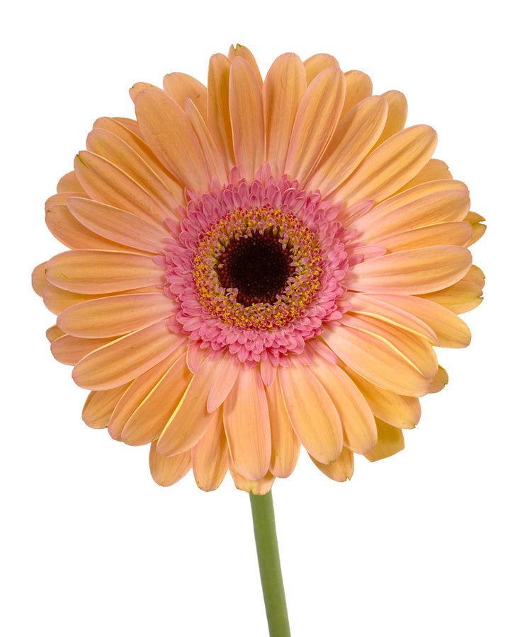 Alliance Jumbo Gerbera Daisy