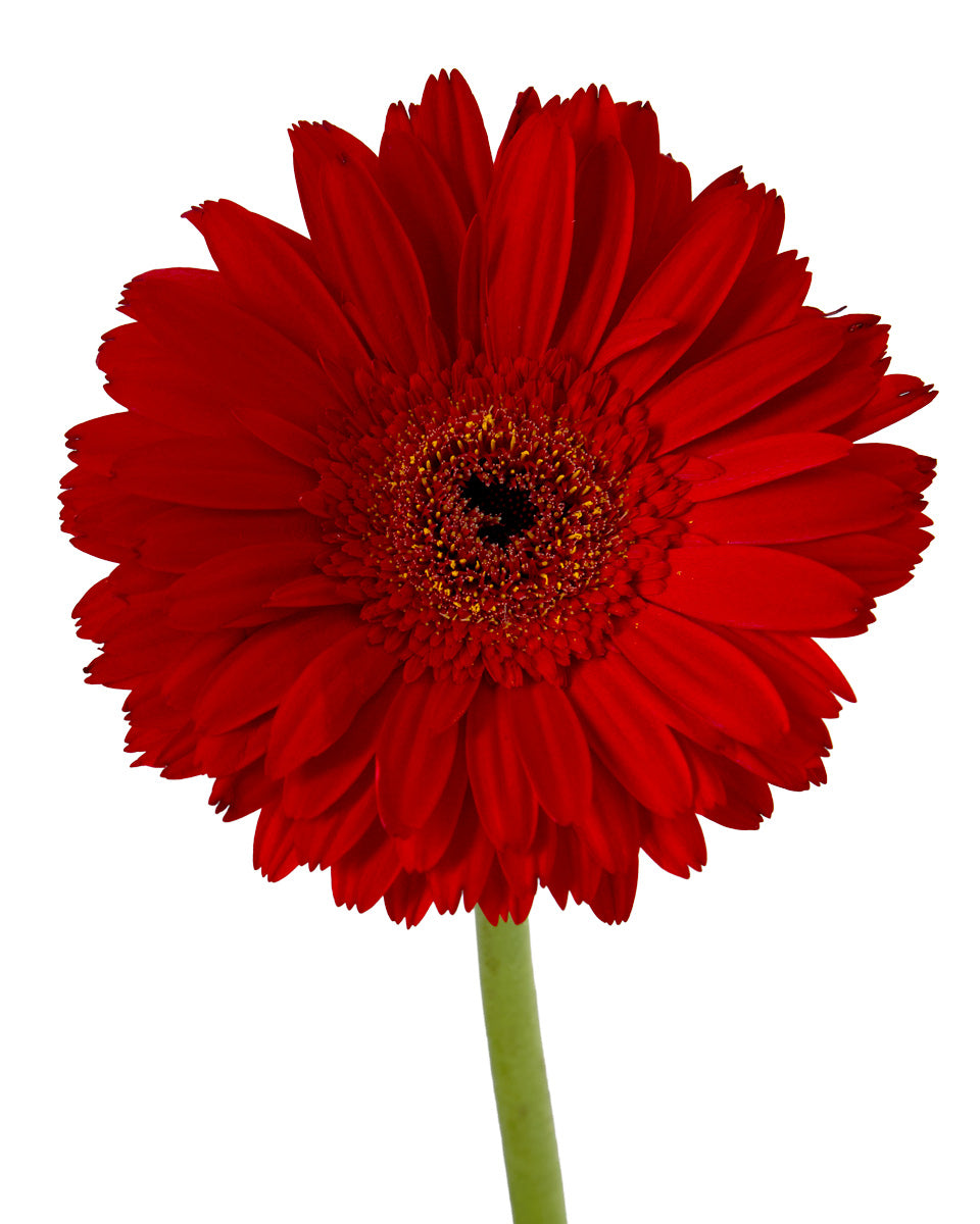 Amarone Jumbo Gerbera Daisy