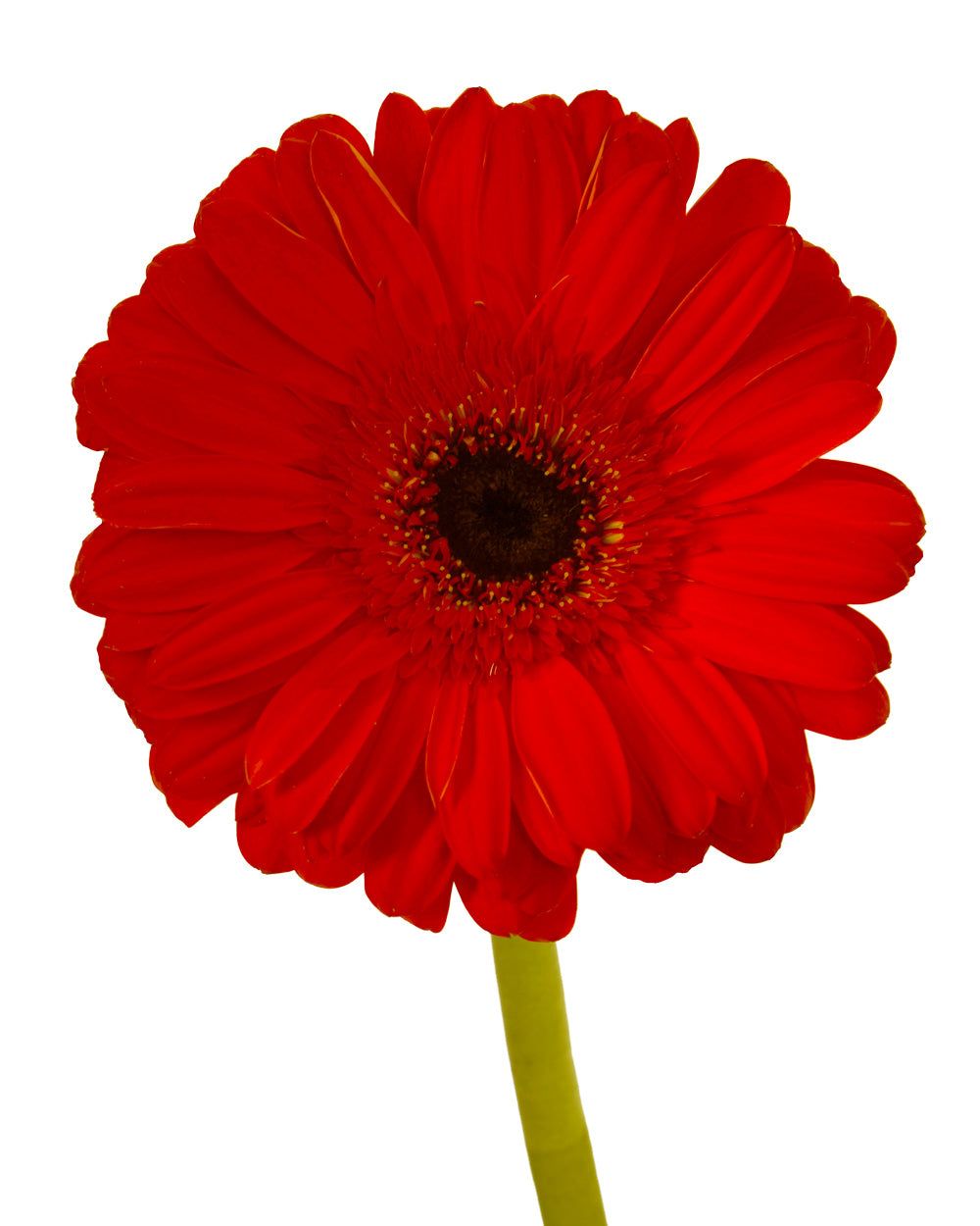 Capella Jumbo Gerbera Daisy
