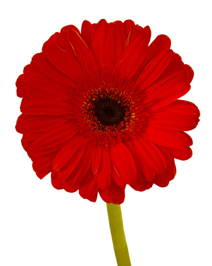 Capella Jumbo Gerbera Daisy