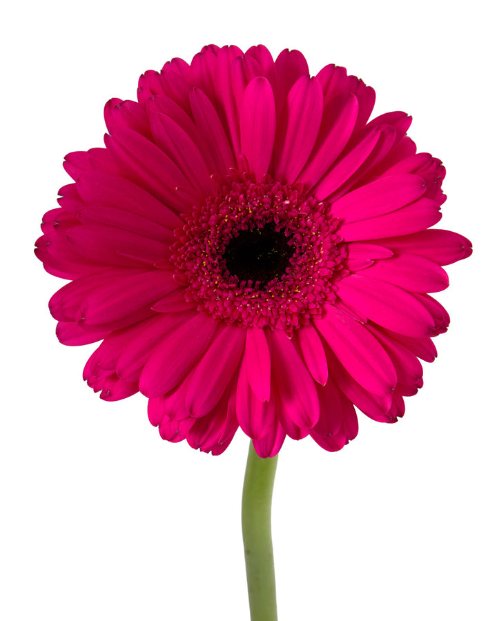 Cleopatra Jumbo Gerbera Daisy