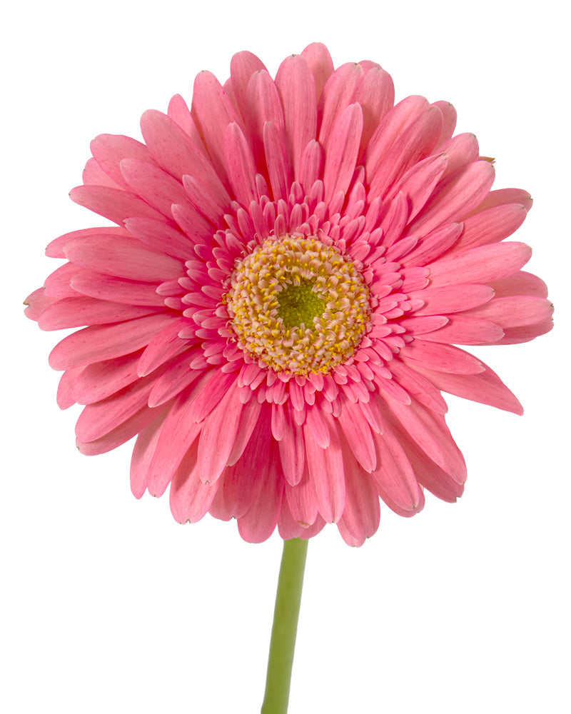 Figaro Jumbo Gerbera Daisy