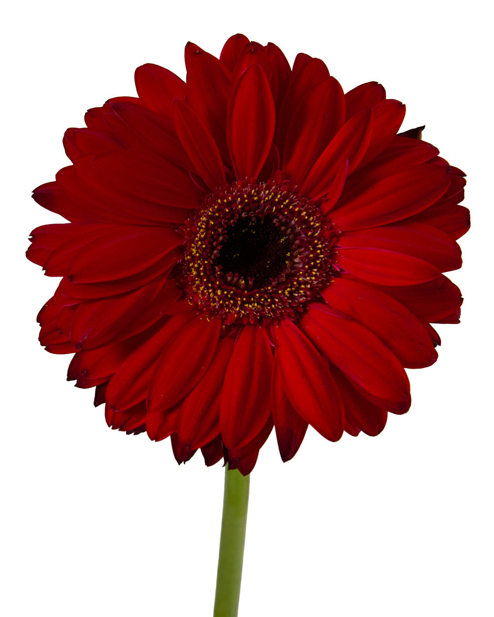 Inferno Jumbo Gerbera Daisy