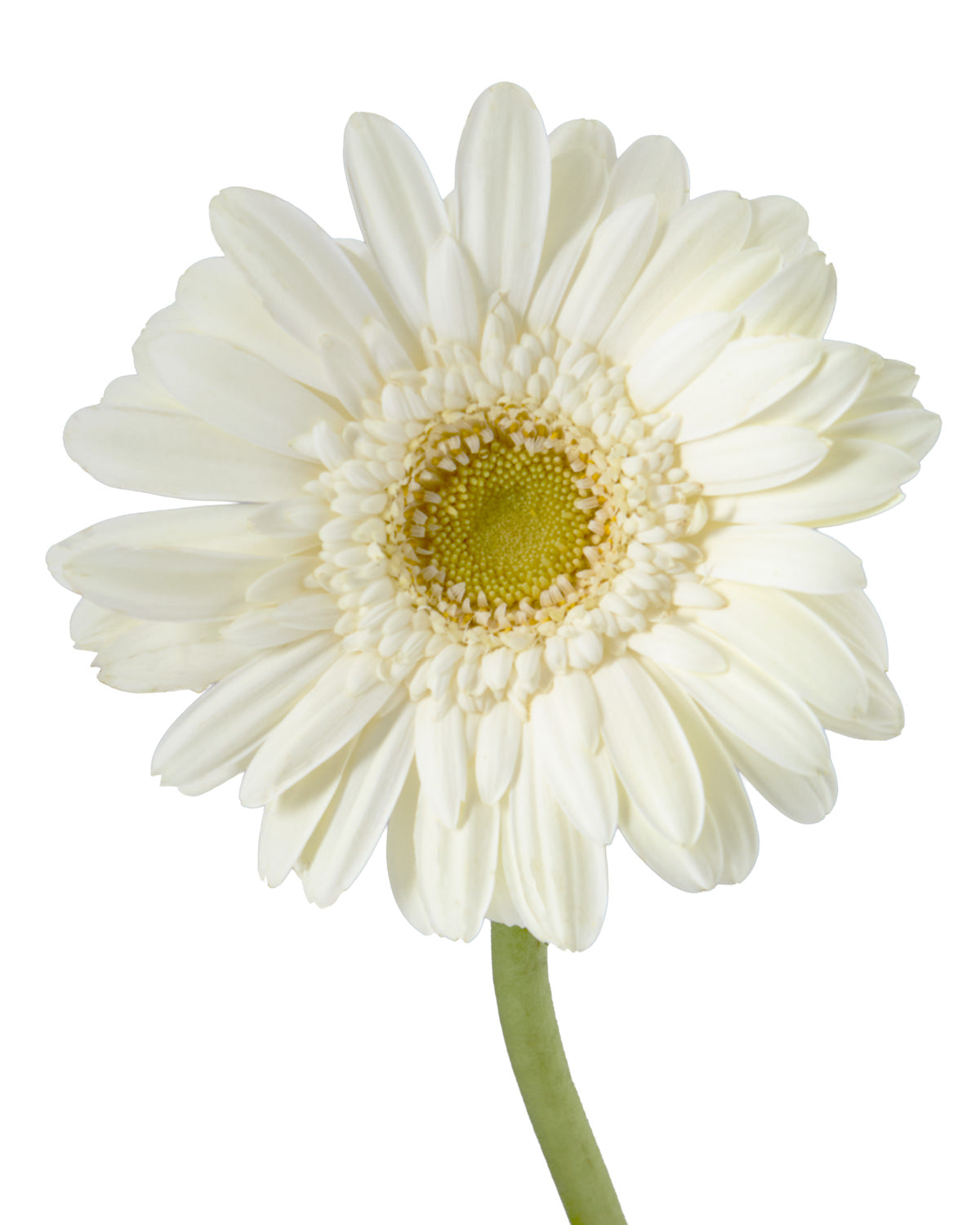 Snowball Jumbo Gerbera Daisy