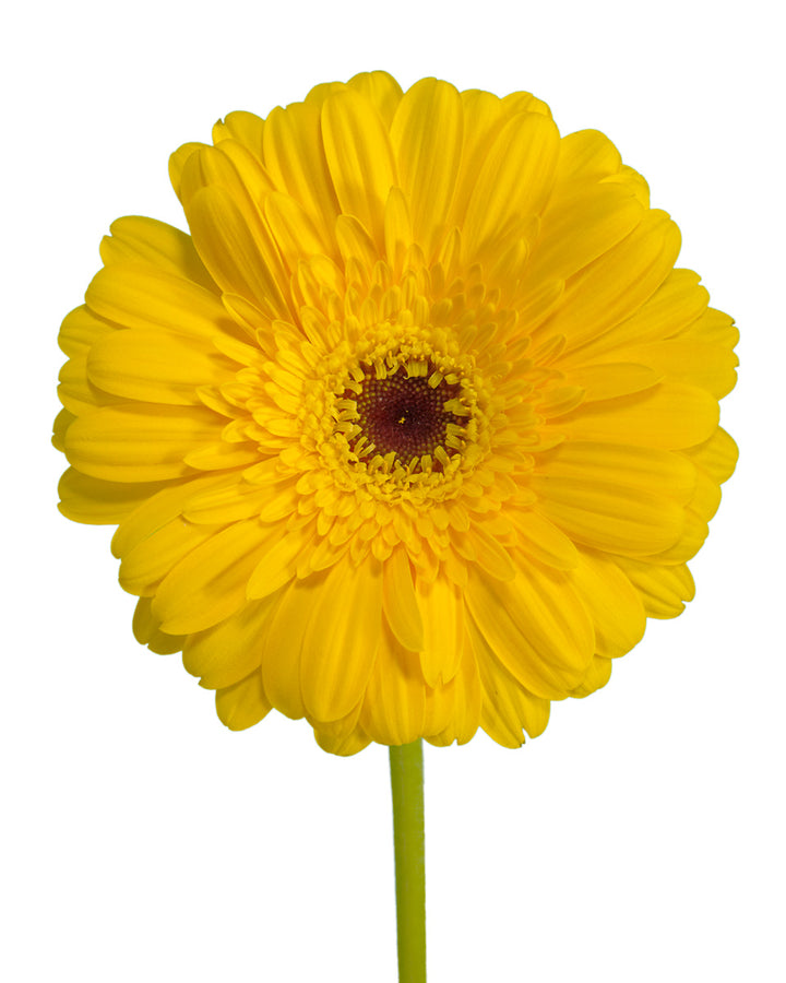 Stilo Jumbo Gerbera Daisy