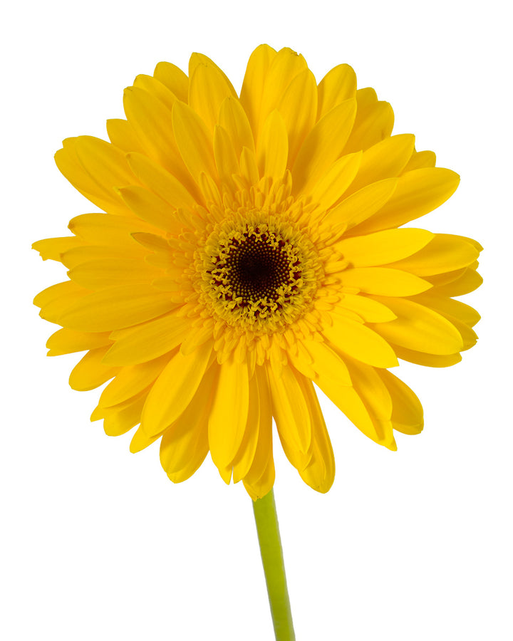 Tepito Jumbo Gerbera Daisy