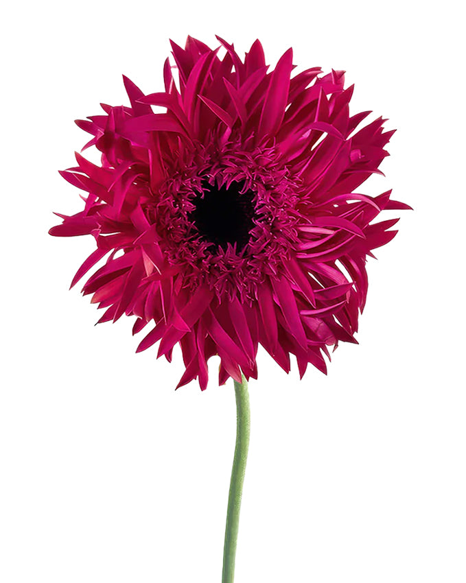 Score Mini Gerbera Daisy