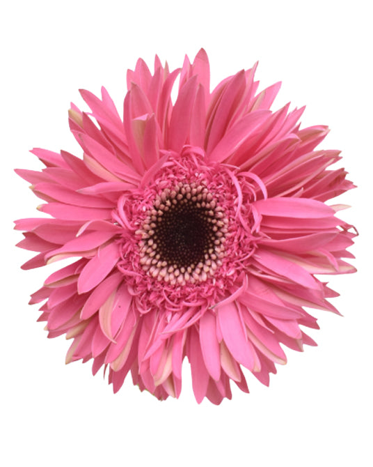Amazing Mini Gerbera Daisy