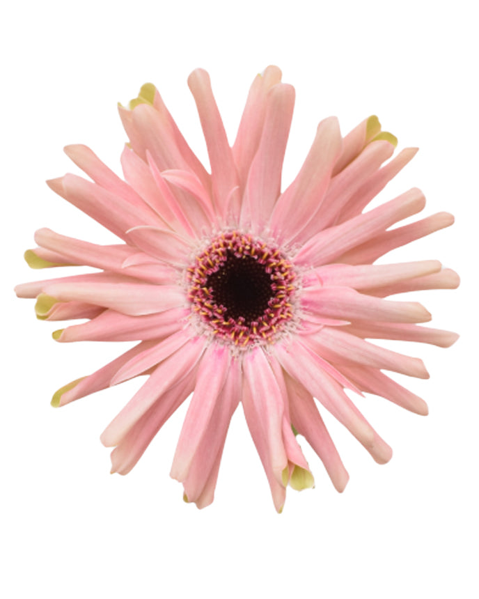Pastini Pesaro Mini Gerbera Daisy