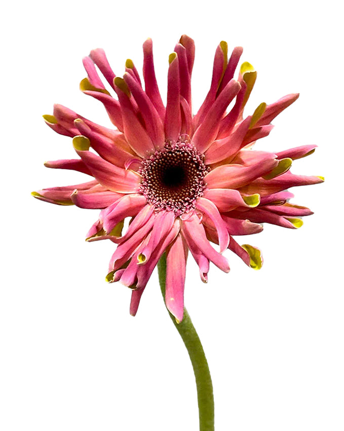 Pastini Vittoria Mini Gerbera Daisy