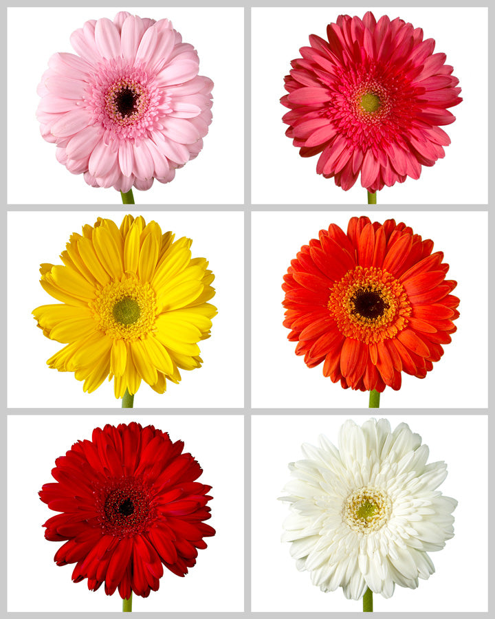 Jumbo Gerber Daisy Assorted Box #371