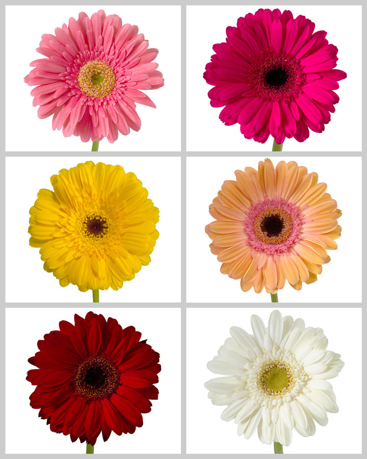 Jumbo Gerbera Daisy Assorted Box #371