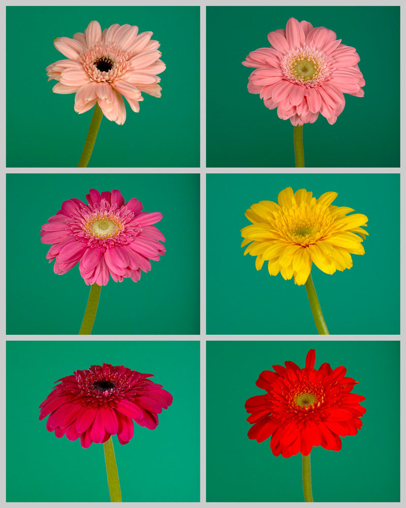 Mini Gerber Daisy Mixed Box #390