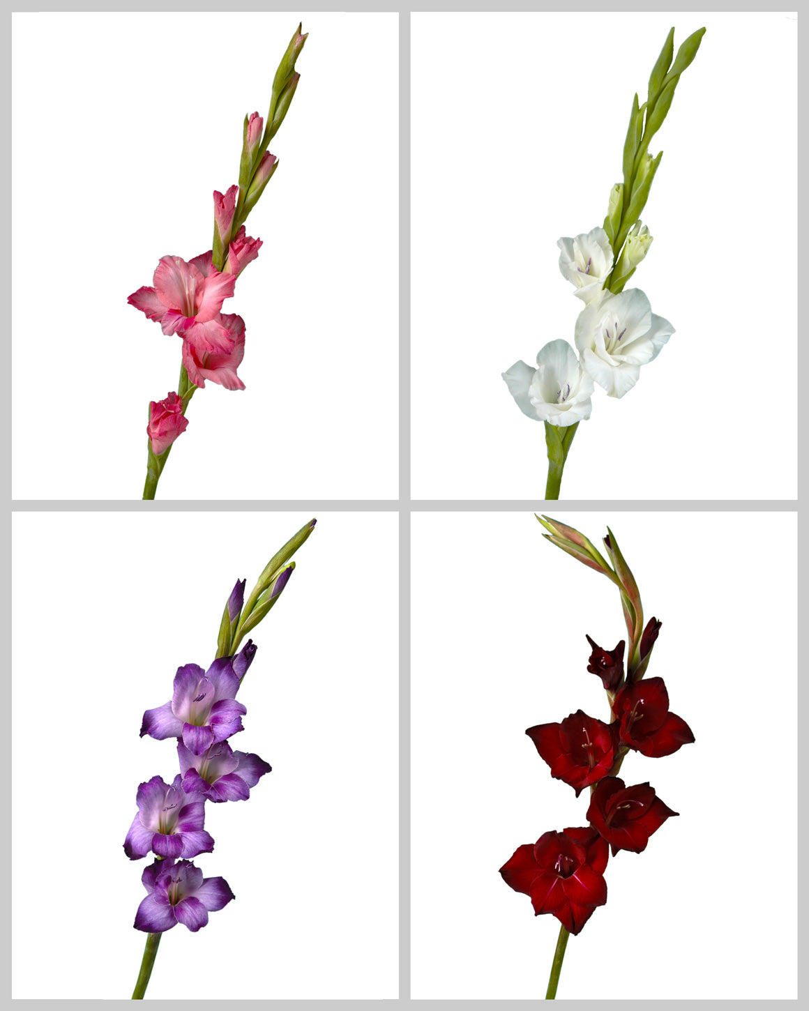 Glamini Gladiolus Assorted Box Valentine's Day
