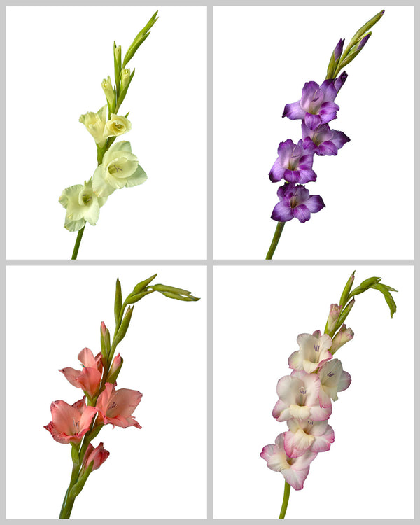 Glamini Gladiolus Flower 120 stems