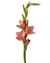 Glamini Gladiolus Roxette