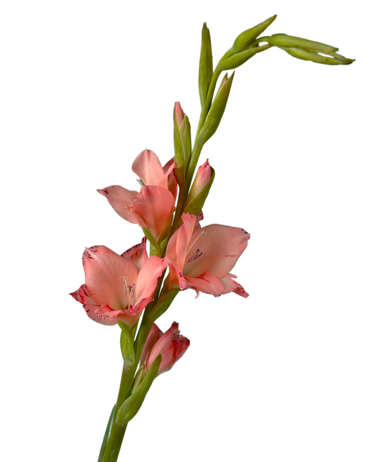 Glamini Gladiolus Roxette
