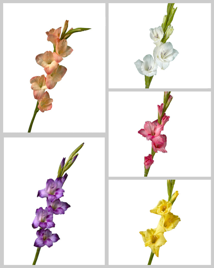 Glamini Gladiolus Assorted Box