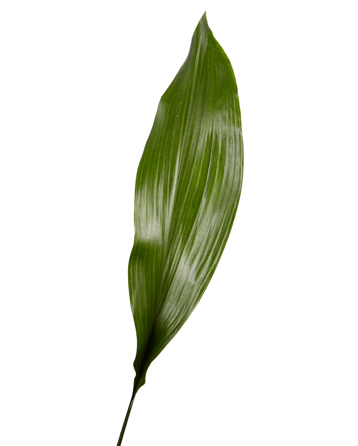 Aspidistra Leaf