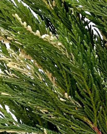 Cedar Winter Greens Mixed Box