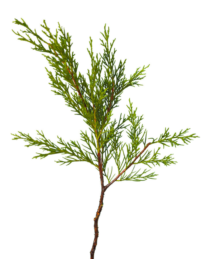 Carolina Sapphire Cypress Evergreen
